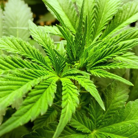 GOG growlog timeline photo