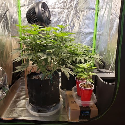 GOG growlog timeline photo