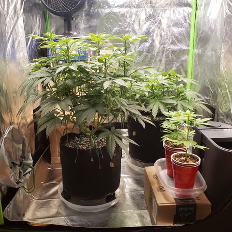 GOG growlog timeline photo