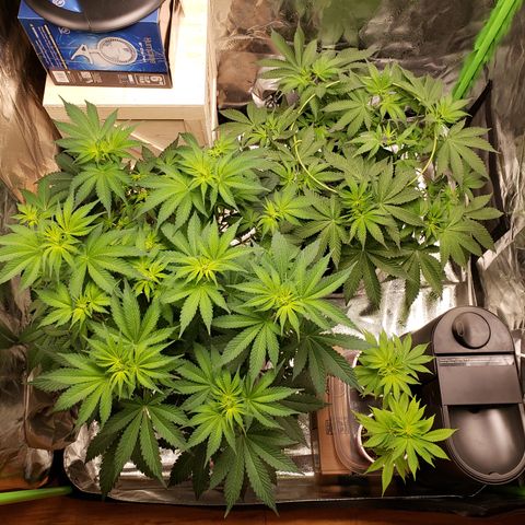 GOG growlog timeline photo