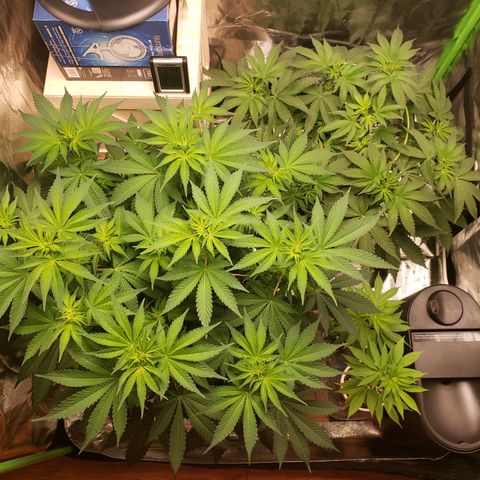 GOG growlog timeline photo