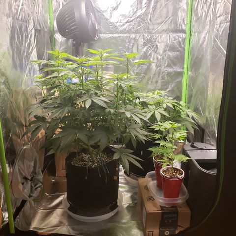 GOG growlog timeline photo