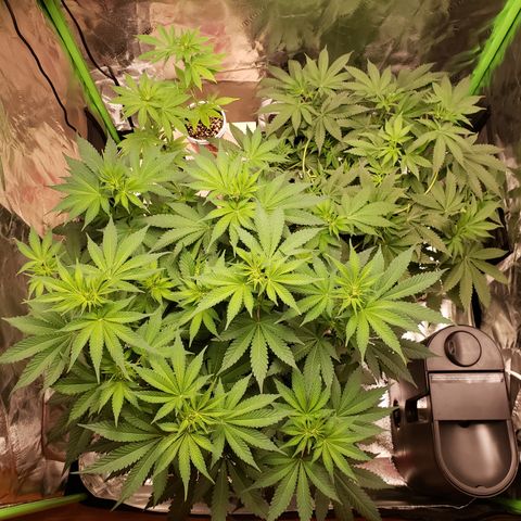 GOG growlog timeline photo