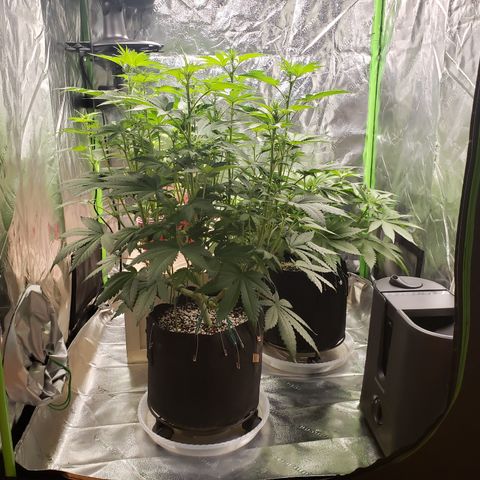 GOG growlog timeline photo
