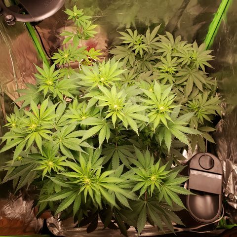 GOG growlog timeline photo