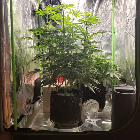 GOG growlog timeline photo