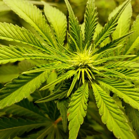 GOG growlog photo: Budlets!