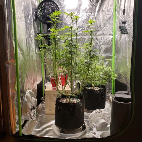 GOG growlog photo: Wk3 defoliation. 