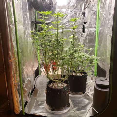 GOG growlog timeline photo