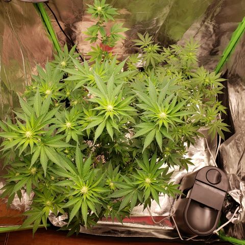 GOG growlog timeline photo