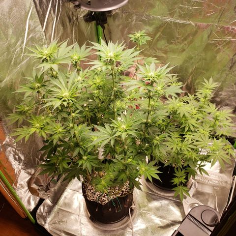 GOG growlog timeline photo