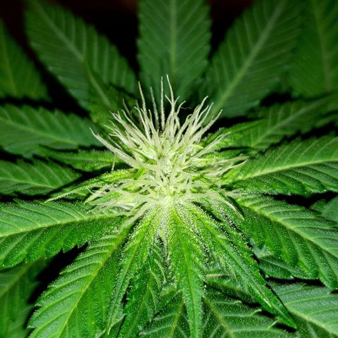 GOG growlog timeline photo