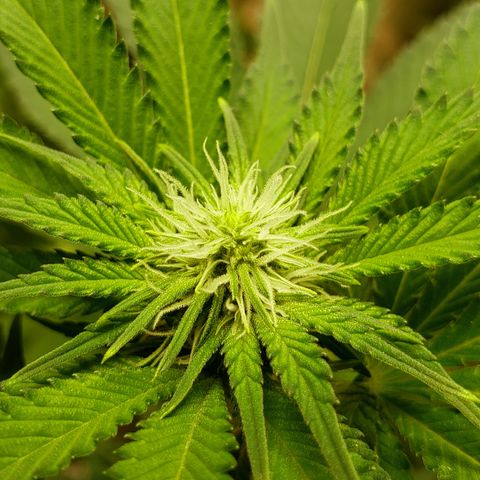 GOG growlog timeline photo