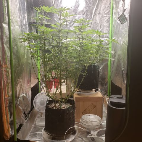 GOG growlog timeline photo