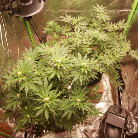 GOG growlog timeline photo