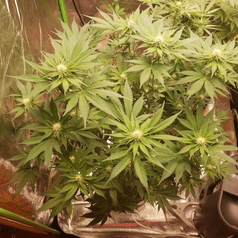 GOG growlog timeline photo
