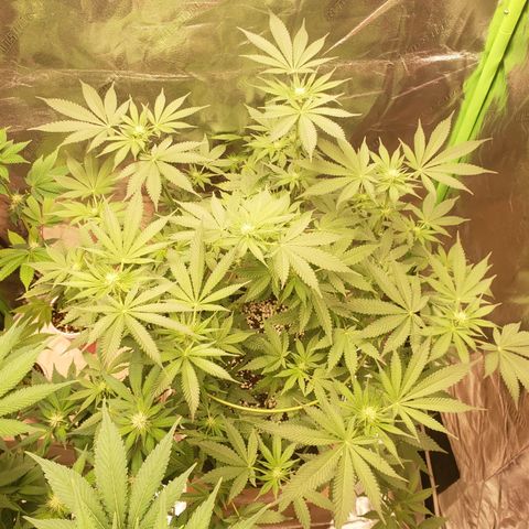 Blueberry growlog timeline photo