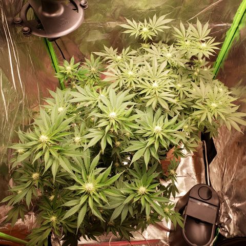 GOG growlog timeline photo
