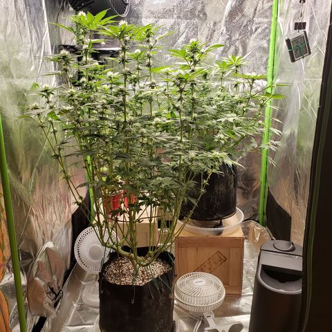 GOG growlog timeline photo