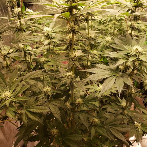 GOG growlog timeline photo