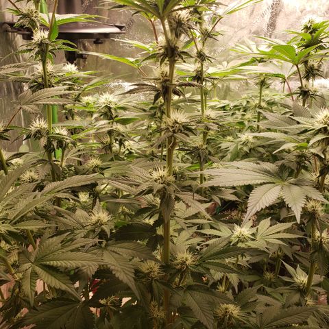 GOG growlog timeline photo