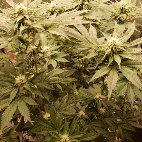 GOG growlog timeline photo