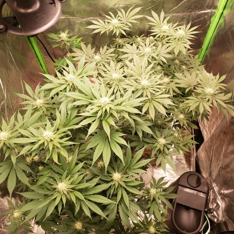 GOG growlog timeline photo