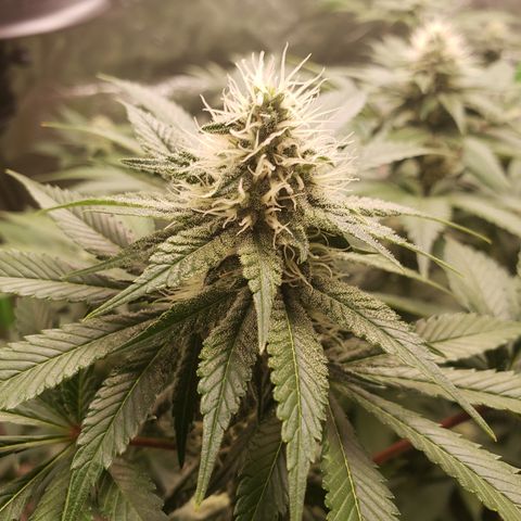 GOG growlog timeline photo