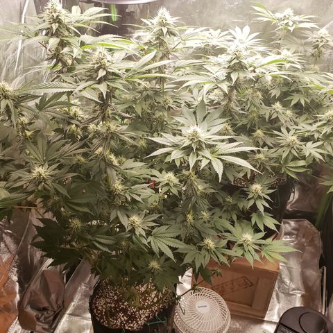 GOG growlog timeline photo