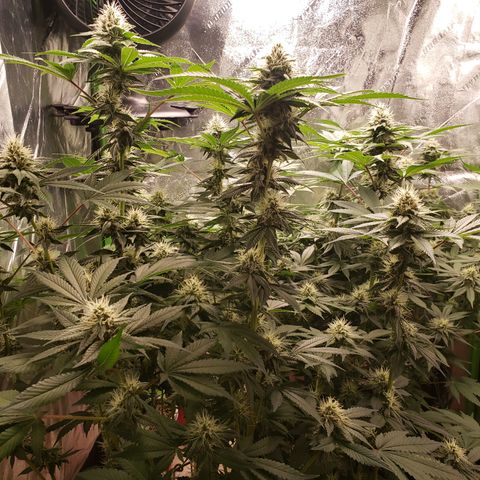 GOG growlog timeline photo