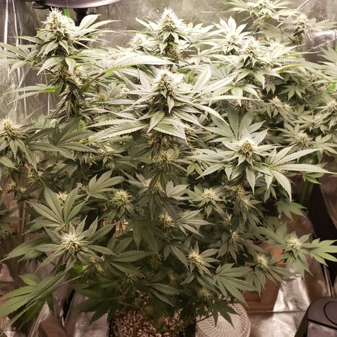 GOG growlog timeline photo