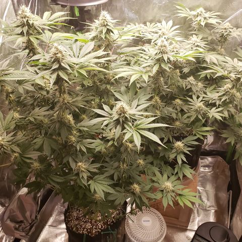 GOG growlog timeline photo