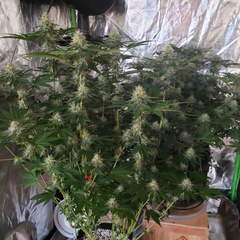 GOG growlog timeline photo