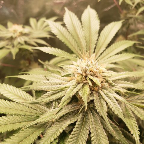 Blueberry growlog timeline photo
