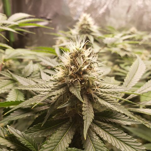 GOG growlog timeline photo