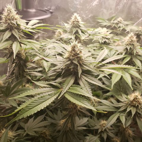 GOG growlog timeline photo