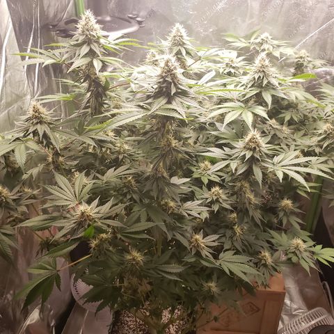 GOG growlog timeline photo