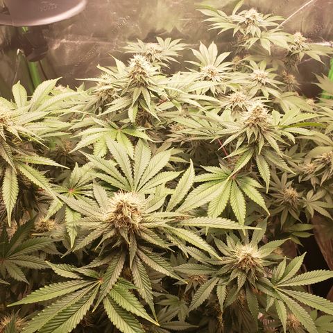 GOG growlog timeline photo