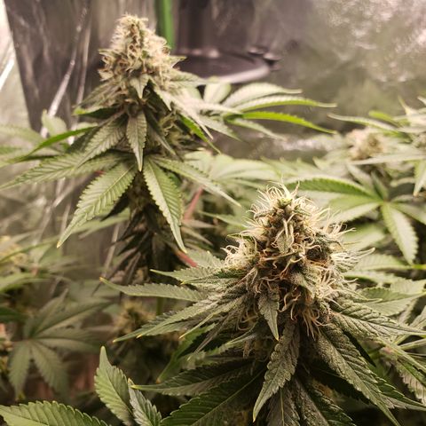GOG growlog timeline photo