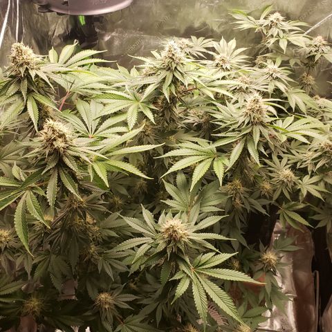 GOG growlog timeline photo