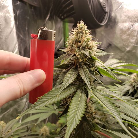 GOG growlog timeline photo