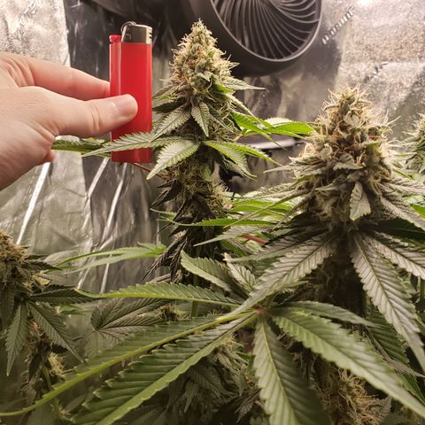 GOG growlog timeline photo