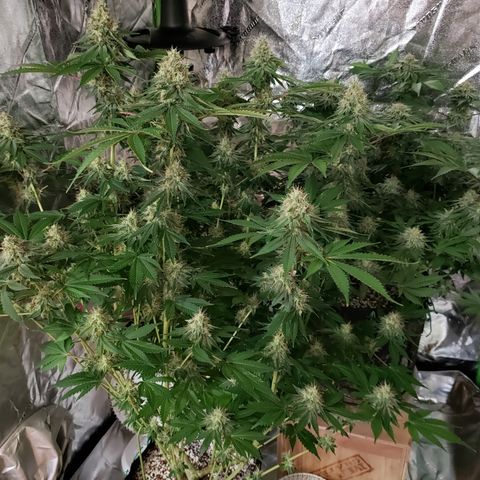 GOG growlog timeline photo