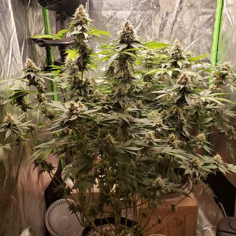 GOG growlog timeline photo