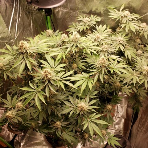 GOG growlog timeline photo