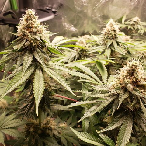 GOG growlog timeline photo