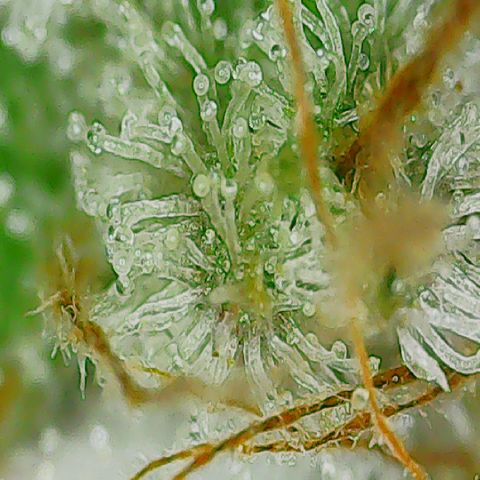 Blueberry growlog photo: Week 9, day 65.