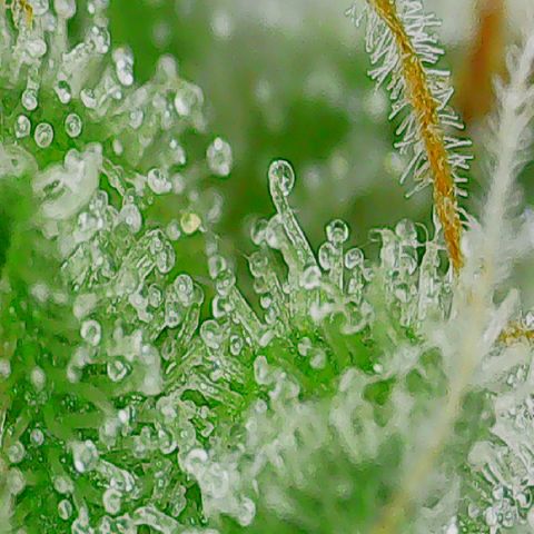 GOG growlog photo: Week 9, day 65.