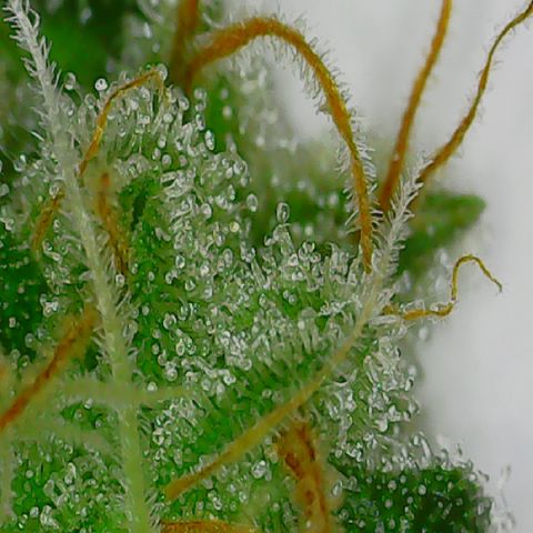 GOG growlog photo: Week 9, day 65.