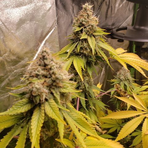 GOG growlog timeline photo